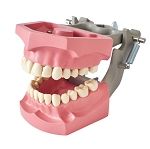 860 Articulated Hard Gingiva Model with 28 Removable Ivorine Teeth; No Third Molars